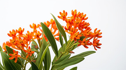 Photo of Butterfly Weed flower isolated on white background