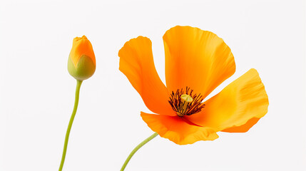 Naklejka premium Photo of Calendula flower isolated on white background