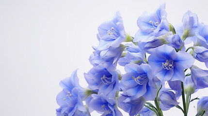 Photo of Delphinium flower isolated on white background