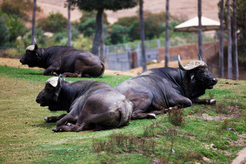 cape buffalo rest in the sun on the grass