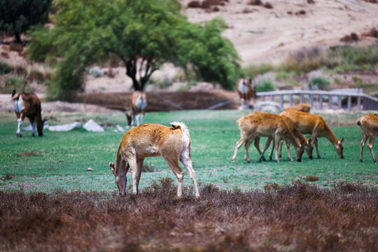 african deer grazing on green grass