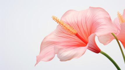 Photo of Flamingo flower isolated on white background