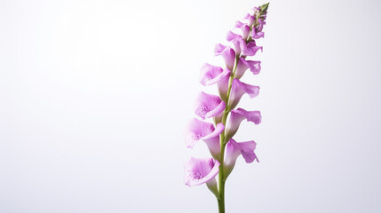 Photo of Foxglove flower isolated on white background