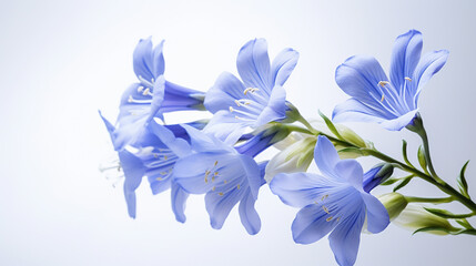 Photo of Jacobs Ladder flower isolated on white background