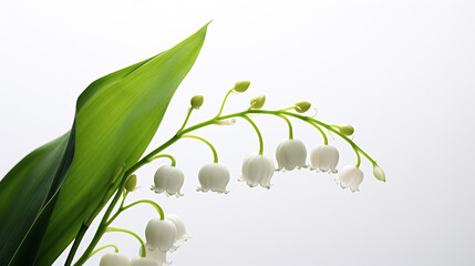 Photo of Lily of the Valley flower isolated on white background - obrazy, fototapety, plakaty