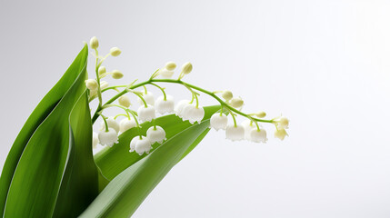 Obraz premium Photo of Lily of the Valley flower isolated on white background