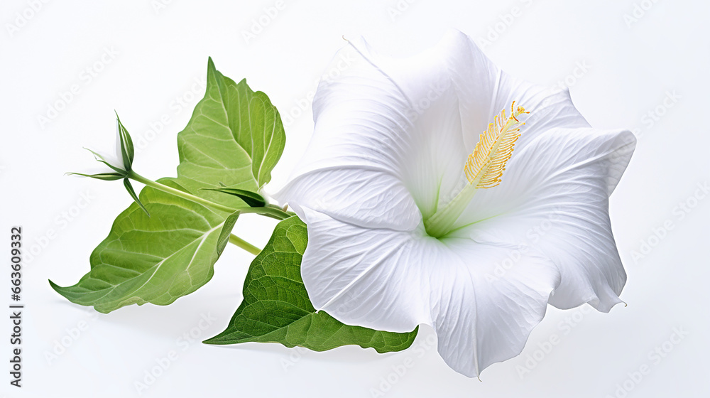 Wall mural photo of moonflower flower isolated on white background