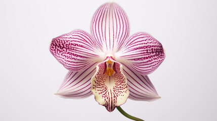 Fototapeta na wymiar Photo of Monkey Orchid flower isolated on white background