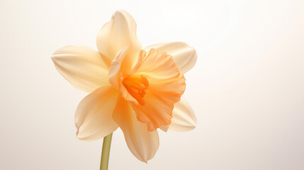Naklejka premium Photo of Narcissus flower isolated on white background