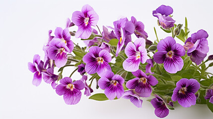 Photo of Nemesia flower isolated on white background