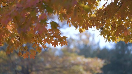 Lush forest with colorful canopies in autumn woods on sunny day. Landscape of autumnal wild nature