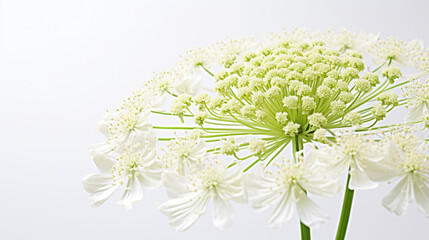 Photo of Queen Annes Lace flower isolated on white background