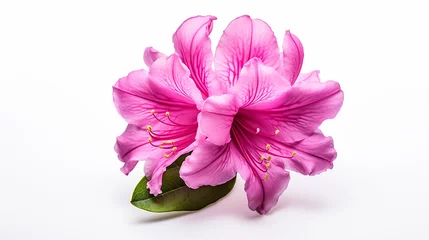 Crédence en verre imprimé Azalée Photo of Rhododendron flower isolated on white background