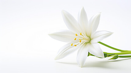 Photo of Star of Bethlehem flower isolated on white background