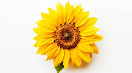 Photo of Sunflower isolated on white background