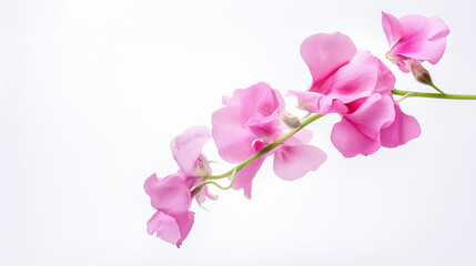Photo of Sweet Pea flower isolated on white background - obrazy, fototapety, plakaty