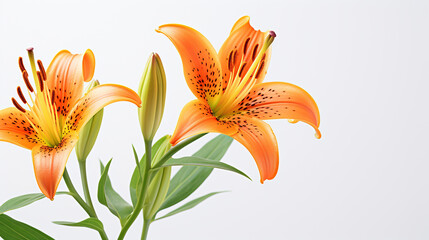 Photo of Tiger Lily flower isolated on white background