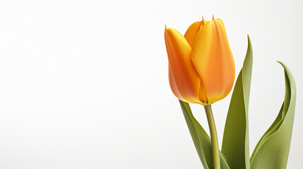 Photo of Tulip flower isolated on white background