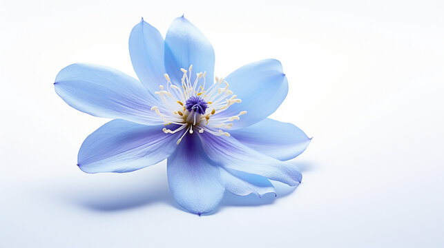 Photo of Tweedia flower isolated on white background