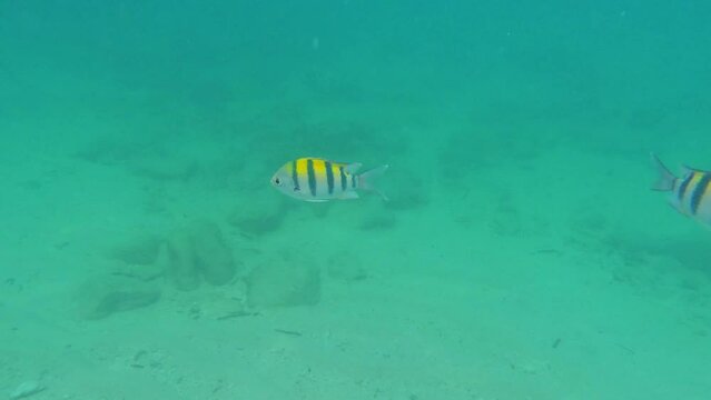 Snorkling snorkel in Phi Phi Island Corel reef teaming with reef fish of various colours. Phuket Thailand teaming with reef fish of various colours. vibrant and colourful Corel reef