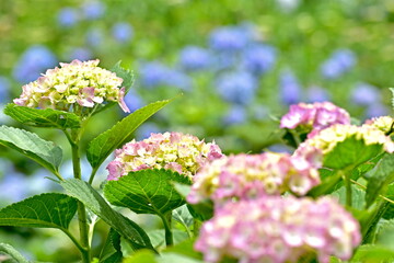 紫陽花　アジサイ　あじさい　岡山　美咲花山園