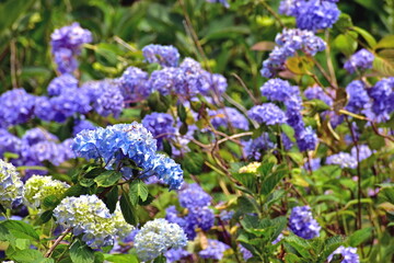 紫陽花　アジサイ　あじさい　岡山　美咲花山園