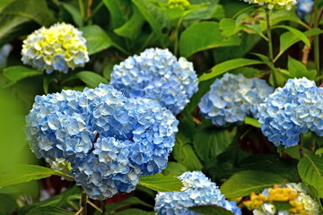 紫陽花　アジサイ　あじさい　岡山　美咲花山園