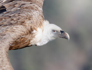 Portrait de vautour fauve, Gorges du Verdon France 