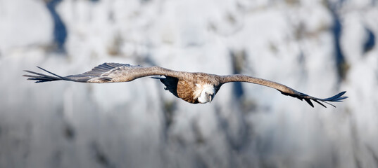 vautour planant vue de face, Gorges du Verdon, France