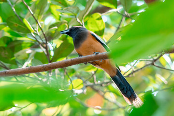 Indian Treepie
