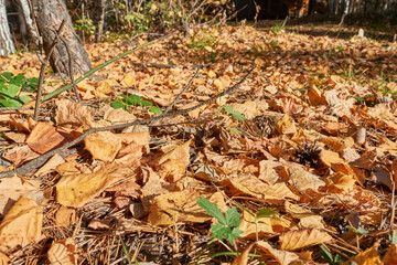 Fallen leaves on the ground in the forest in autumn. Natural background