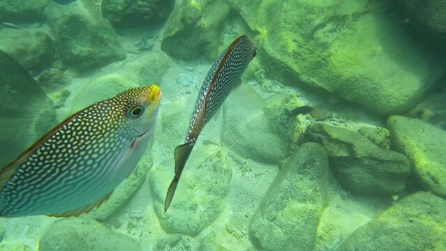 Snorkling snorkel in Phi Phi Island Corel reef teaming with reef fish of various colours. Phuket Thailand teaming with reef fish of various colours. vibrant and colourful Corel reef