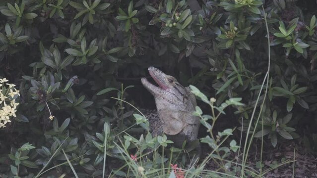 Cute black spiny-tailed iguana ctenosaura similis,reptile eats green leaves in the garden