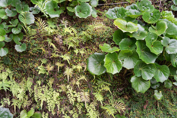 壁に生える苔と南国の植物