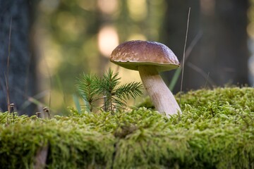 Wild King bolete or cep mushroom growing in the woods
