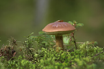Wild bay bolete mushroom growing on moss in forest