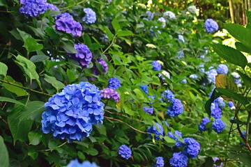 紫陽花　アジサイ　あじさい　梅雨　月照寺　島根