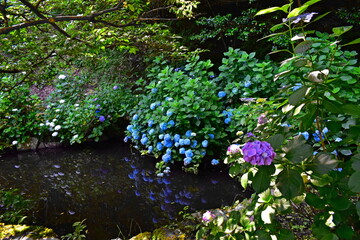 紫陽花　アジサイ　あじさい　梅雨　月照寺　島根