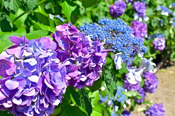 紫陽花　アジサイ　あじさい　梅雨　月照寺　島根