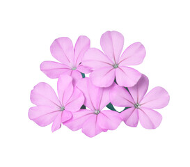 White plumbago or Cape leadwort flower. Close up small pink flower bouquet isolated on transparent...