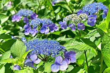 紫陽花　アジサイ　あじさい　梅雨　月照寺　島根