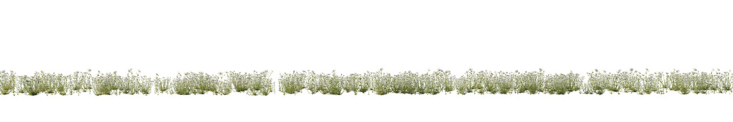 isolated cerastium flower, best use for landscape design