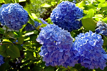 紫陽花　アジサイ　あじさい　梅雨　月照寺　島根