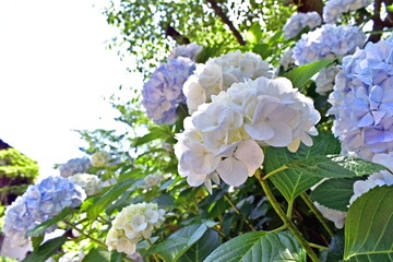 紫陽花　アジサイ　あじさい　梅雨　月照寺　島根