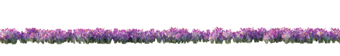 Fotobehang isolated crocus flower, best use for landscape design © AK082