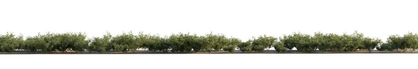 isolated syringa shrub, bushes plant, best use for landscape design.