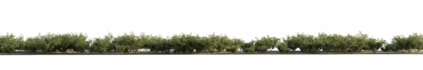 Papier Peint photo Lavable Panoramique isolated syringa shrub, bushes plant, best use for landscape design.