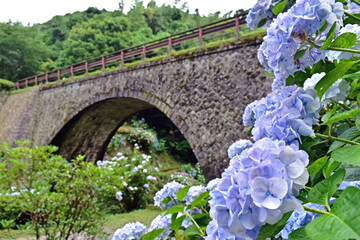 アジサイ　あじさい　紫陽花　6月　めがね橋　山口　山口県
