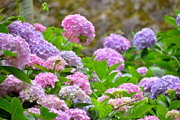 アジサイ　あじさい　紫陽花　6月　めがね橋　山口　山口県