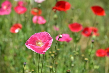 ポピー　島根　東三瓶フラワーバレー